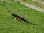 Red Kite