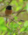 White-rumped Shama (male), Kauai