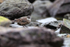 Seaside Cinclodes foraging among rocks, Chile