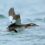 Red-necked Grebe takes off, Farmoor Reservoir