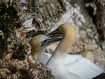 Gannets