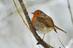 Robin