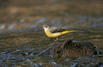 Grey Wagtail - Motacilla cinerea