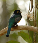 Violaceous Trogon male