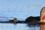 Chick follows Red-throated Diver adult, Floi, Iceland