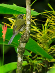 Lesser Antillean Saltator portfolio