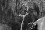 Siq (Petra) #12