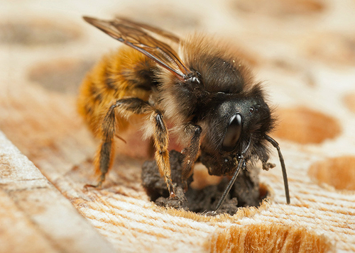 Female[i] Osmia bicornis[/i], sealing a nest hole with mud. Warwickshire, May 2013.