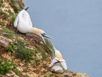 Gannets
