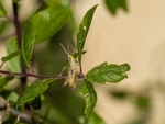 Grasshopper species