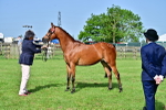 SBM_00966