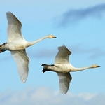 Whooper Swans