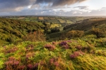 Heather Patches