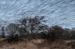Starling roost, Shapwick Heath