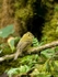 Yellowish Flycatcher