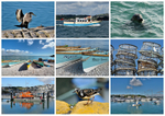 TQ96 - Boats lobster pots and wildlife around Brixham Harbour