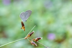 Tiny Grass Blue