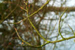 Pagham & Selsey - 53