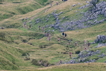 Ingleborough-109