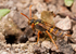 Nomada goodeniana (f)
