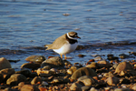 Ringed Plover