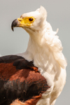 African fish eagle Haliaeetus vocifer-067