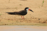 Black Skimmer on river...