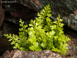 Black Spleenwort (02)
