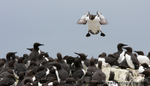 SBA009: Guillemot colony2