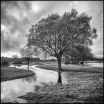 Janesmoor Pond
