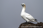SBG061: Adult gannet