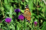 Painted Lady