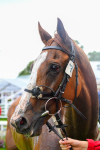 150723-Race 1-Blue For You-0119