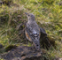 Rock Thrush