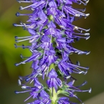 Spiked speedwell (Veronica spicata)