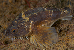 Agonus cataphractus