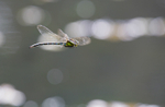 Southern Hawker Dragonfly, Cheshire