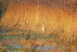 Bittern