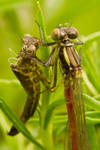 Large Red Damselfly - Pyrrhosoma nymphula RPNP0671