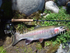 Summer Tongariro Trout.