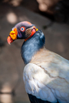 king vulture  sarcomamphus papa-3067