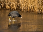 Coot