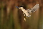 Black-crowned Night-Heron hovering early morning, Venice Rookery