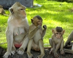 Macaque Monkeys - Thailand