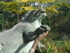 Dinosaurs 3
