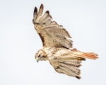 Red-tailed Hawk