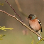 Chaffinch-5-1521