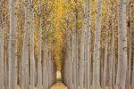 Poplars, Granada.
