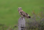 Short-eared owl