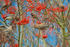 Waxwings